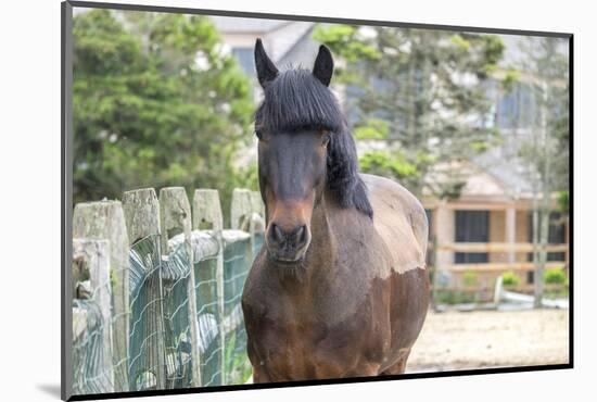 Horse, Madaket, Nantucket, Massachusetts, USA-Lisa S. Engelbrecht-Mounted Photographic Print