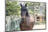 Horse, Madaket, Nantucket, Massachusetts, USA-Lisa S. Engelbrecht-Mounted Photographic Print