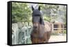 Horse, Madaket, Nantucket, Massachusetts, USA-Lisa S. Engelbrecht-Framed Stretched Canvas