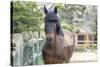 Horse, Madaket, Nantucket, Massachusetts, USA-Lisa S. Engelbrecht-Stretched Canvas