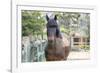 Horse, Madaket, Nantucket, Massachusetts, USA-Lisa S. Engelbrecht-Framed Photographic Print