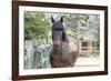 Horse, Madaket, Nantucket, Massachusetts, USA-Lisa S. Engelbrecht-Framed Photographic Print