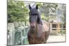 Horse, Madaket, Nantucket, Massachusetts, USA-Lisa S. Engelbrecht-Mounted Photographic Print