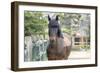 Horse, Madaket, Nantucket, Massachusetts, USA-Lisa S. Engelbrecht-Framed Photographic Print