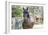 Horse, Madaket, Nantucket, Massachusetts, USA-Lisa S. Engelbrecht-Framed Photographic Print