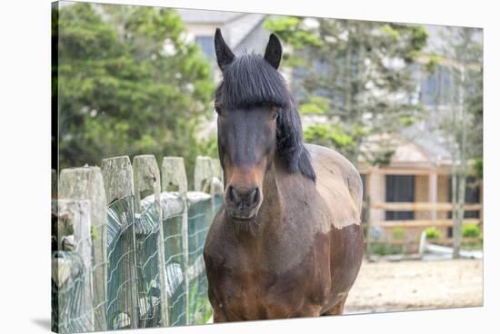 Horse, Madaket, Nantucket, Massachusetts, USA-Lisa S. Engelbrecht-Stretched Canvas