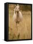 Horse, Montana, USA-Russell Young-Framed Stretched Canvas