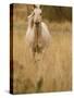 Horse, Montana, USA-Russell Young-Stretched Canvas