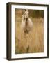 Horse, Montana, USA-Russell Young-Framed Photographic Print