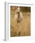 Horse, Montana, USA-Russell Young-Framed Photographic Print