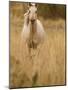 Horse, Montana, USA-Russell Young-Mounted Photographic Print