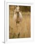 Horse, Montana, USA-Russell Young-Framed Photographic Print