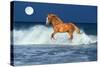 Horse Moon-Bob Langrish-Stretched Canvas
