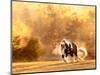 Horse Motion III-null-Mounted Photographic Print