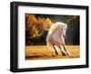 Horse Motion IV-null-Framed Photographic Print