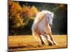 Horse Motion IV-null-Mounted Photographic Print
