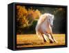 Horse Motion IV-null-Framed Stretched Canvas