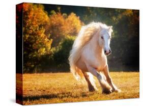 Horse Motion IV-null-Stretched Canvas