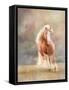 Horse Motion VII-null-Framed Stretched Canvas