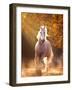 Horse Motion VIII-null-Framed Photographic Print