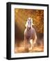 Horse Motion VIII-null-Framed Photographic Print