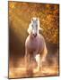 Horse Motion VIII-null-Mounted Photographic Print