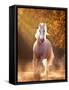 Horse Motion VIII-null-Framed Stretched Canvas