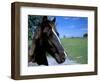 Horse near Ruin, County Cork, Kinsale, Ireland-Marilyn Parver-Framed Photographic Print
