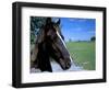 Horse near Ruin, County Cork, Kinsale, Ireland-Marilyn Parver-Framed Photographic Print