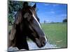 Horse near Ruin, County Cork, Kinsale, Ireland-Marilyn Parver-Mounted Photographic Print