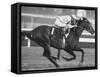 Horse of the Year, Kelso, Racing-George Silk-Framed Stretched Canvas