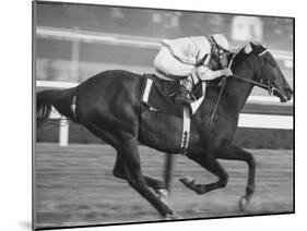 Horse of the Year, Kelso, Racing-George Silk-Mounted Premium Photographic Print