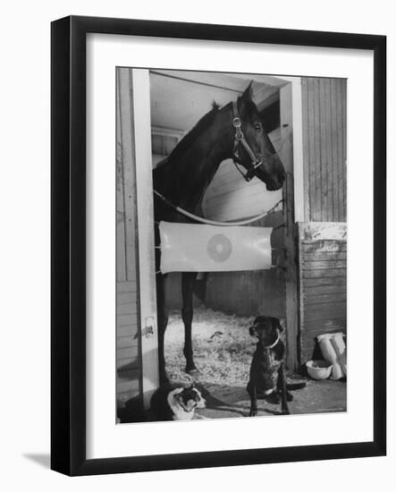 Horse of the Year, Kelso, Standing in His Stall-George Silk-Framed Photographic Print