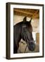 Horse on a Farm Near Angouleme in Southwestern France-David R. Frazier-Framed Photographic Print