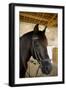 Horse on a Farm Near Angouleme in Southwestern France-David R. Frazier-Framed Photographic Print