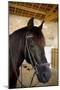 Horse on a Farm Near Angouleme in Southwestern France-David R. Frazier-Mounted Photographic Print