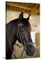 Horse on a Farm Near Angouleme in Southwestern France-David R. Frazier-Stretched Canvas