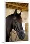 Horse on a Farm Near Angouleme in Southwestern France-David R. Frazier-Framed Photographic Print