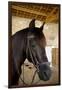 Horse on a Farm Near Angouleme in Southwestern France-David R. Frazier-Framed Photographic Print