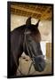 Horse on a Farm Near Angouleme in Southwestern France-David R. Frazier-Framed Photographic Print