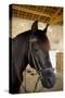 Horse on a Farm Near Angouleme in Southwestern France-David R. Frazier-Stretched Canvas