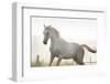 Horse On Freedom-conrado-Framed Photographic Print