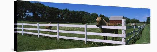 Horse Peeking over a Fence on a Farm, Kent County, Michigan, USA-null-Stretched Canvas