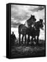 Horse Plough-null-Framed Stretched Canvas