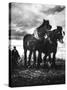 Horse Plough-null-Stretched Canvas