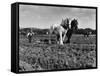 Horse Plough-null-Framed Stretched Canvas