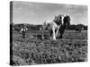 Horse Plough-null-Stretched Canvas