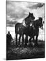 Horse Plough-null-Mounted Photographic Print