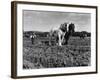 Horse Plough-null-Framed Photographic Print