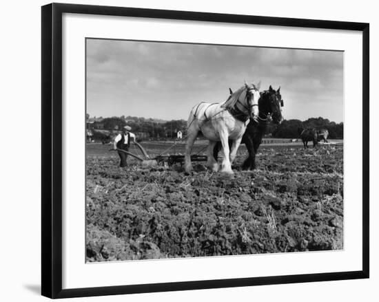 Horse Plough-null-Framed Photographic Print